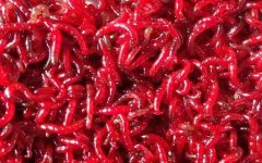 钓鱼用的红虫是什么虫？