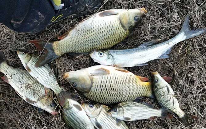 野钓鲤鱼