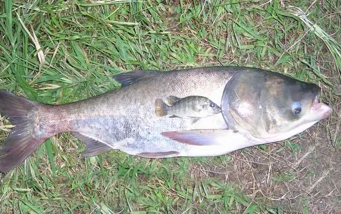 钓鲢鳙