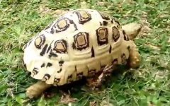 白豹龟是什么龟？