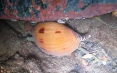 油螺是什么螺？