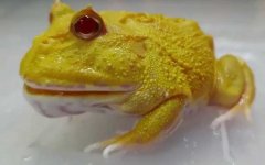 黄金角蛙是什么蛙？