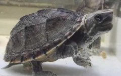 麝香龟是什么龟？