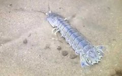螳螂虾是什么虾？