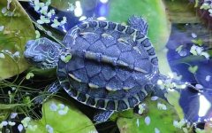 中华花龟是什么龟？