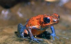 毒镖蛙是什么动物？
