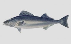 银鳕鱼是什么鱼？