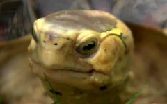 黄额闭壳龟是什么龟？