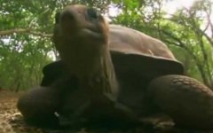 亚达伯拉象龟是什么龟？