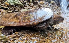 平胸龟是什么动物？