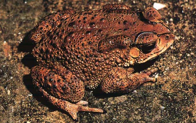 中华蟾蜍是常见的一种蟾蜍,别称大蟾蜍,癞肚子,癞蛤蟆等,我国东北