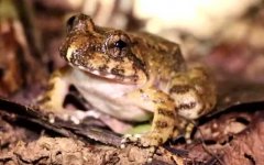 棘胸蛙是什么动物？