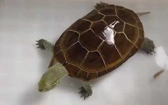 乌龟冬眠怎么养？