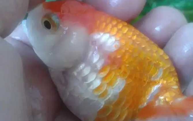 鱼炸鳞了怎样快速治疗?