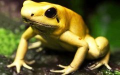 黄金箭毒蛙是什么蛙？