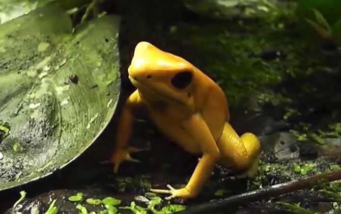 黄金箭毒蛙