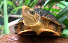 金头闭壳龟是什么龟？