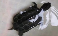 中华草龟是保护动物吗？