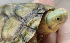 石板龟是什么龟？