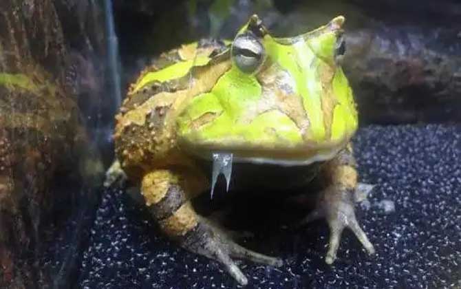 苏里南角蛙