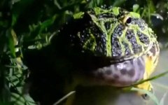 苏里南角蛙是什么蛙？