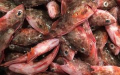 红biubiu鱼是什么鱼？