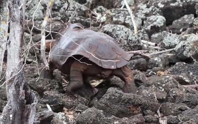 加拉帕戈斯象龟