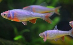 彩虹精灵鱼是什么鱼？