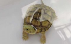 黄喉拟水龟是什么龟？