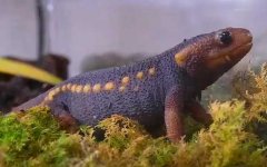 红瘰疣螈是什么动物？
