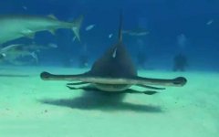 双髻鲨是什么鲨鱼？