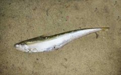 长江刀鱼是什么鱼？
