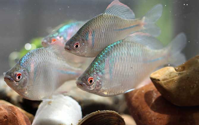 鳑鲏鱼