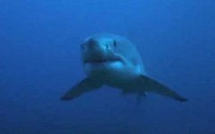 噬人鲨是什么鲨鱼？