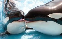虎鲸vs大白鲨谁厉害？