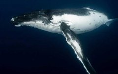 鲸鱼是什么动物？