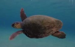海龟是什么动物？