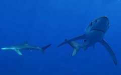 大青鲨是什么鱼？