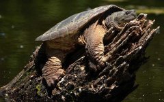 鳄鱼龟是什么动物？