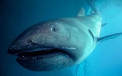 巨口鲨是什么鲨鱼？