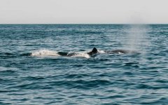 南露脊鲸是什么动物？