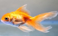 金鱼怎么养才能活得长久？
