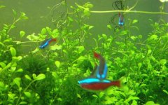 红绿灯鱼繁殖方法及注意事项