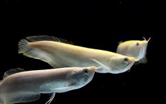 银龙鱼是什么鱼？