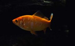 金鱼是由什么鱼演变而来的？