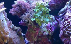 珊瑚是什么意思？