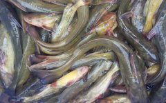黄颡鱼的生活习性及特点