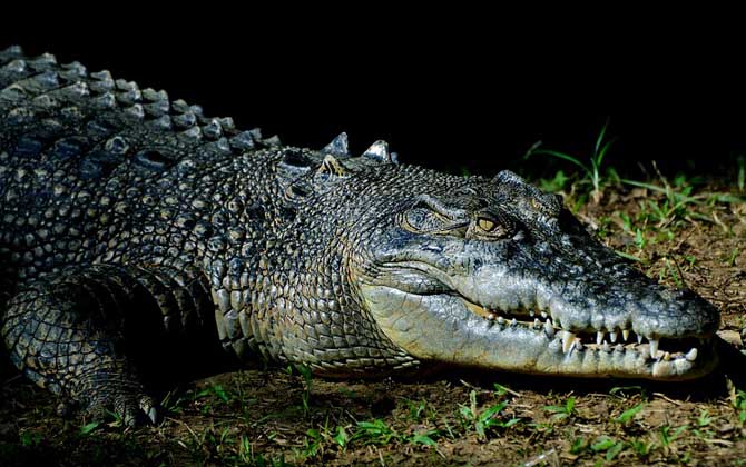 鳄鱼