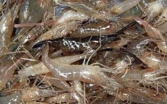 河虾是什么动物？