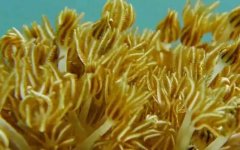 珊瑚虫属于什么动物？